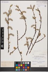 Foto von Salix caprea L.